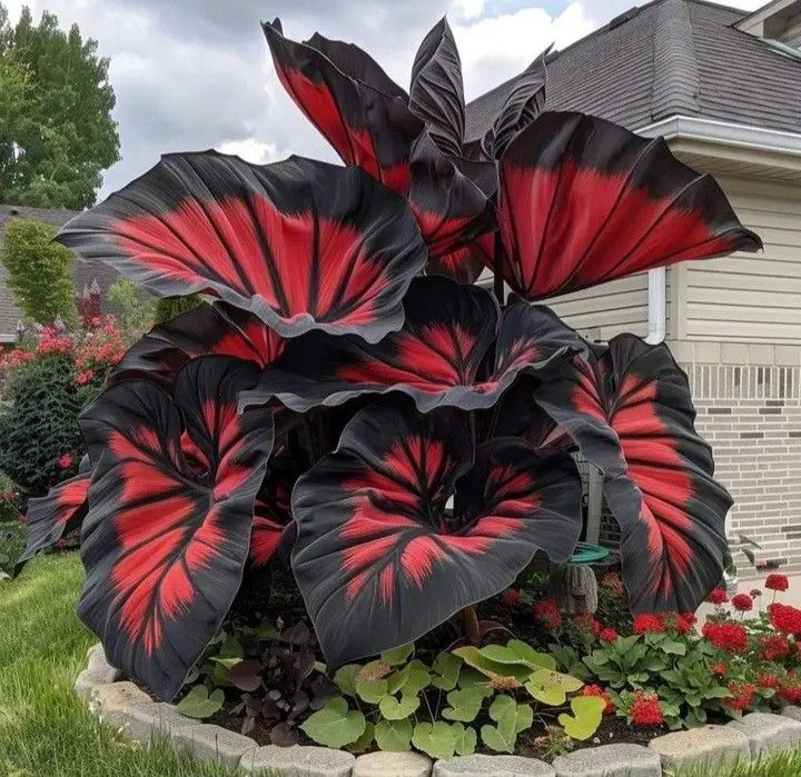 ScentedBliss - Long-Blooming Lily Bulbs – Scarlet Shadow / 2 bulbs