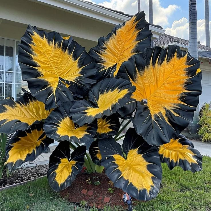 ScentedBliss - Long-Blooming Lily Bulbs – Golden Streak / 2 bulbs