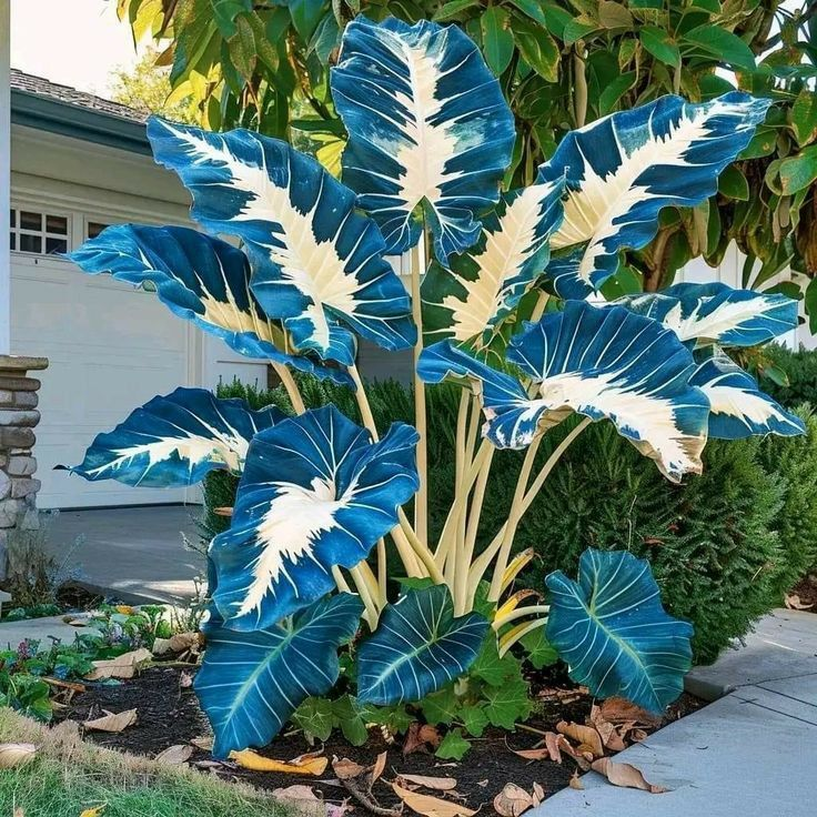 ScentedBliss - Long-Blooming Lily Bulbs – Blue Lightning / 2 bulbs