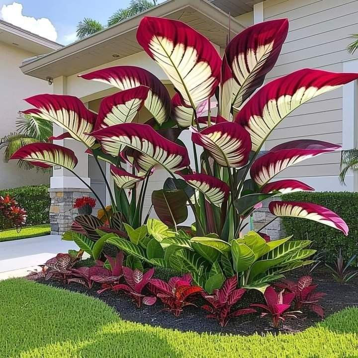 ScentedBliss - Long-Blooming Lily Bulbs – Crimson Majesty / 2 bulbs