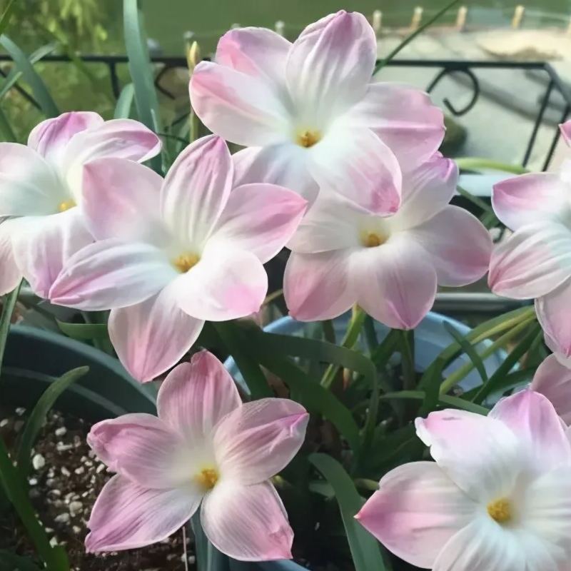 PetalBurst - Fast Bloom Flower Bulbs – image 6