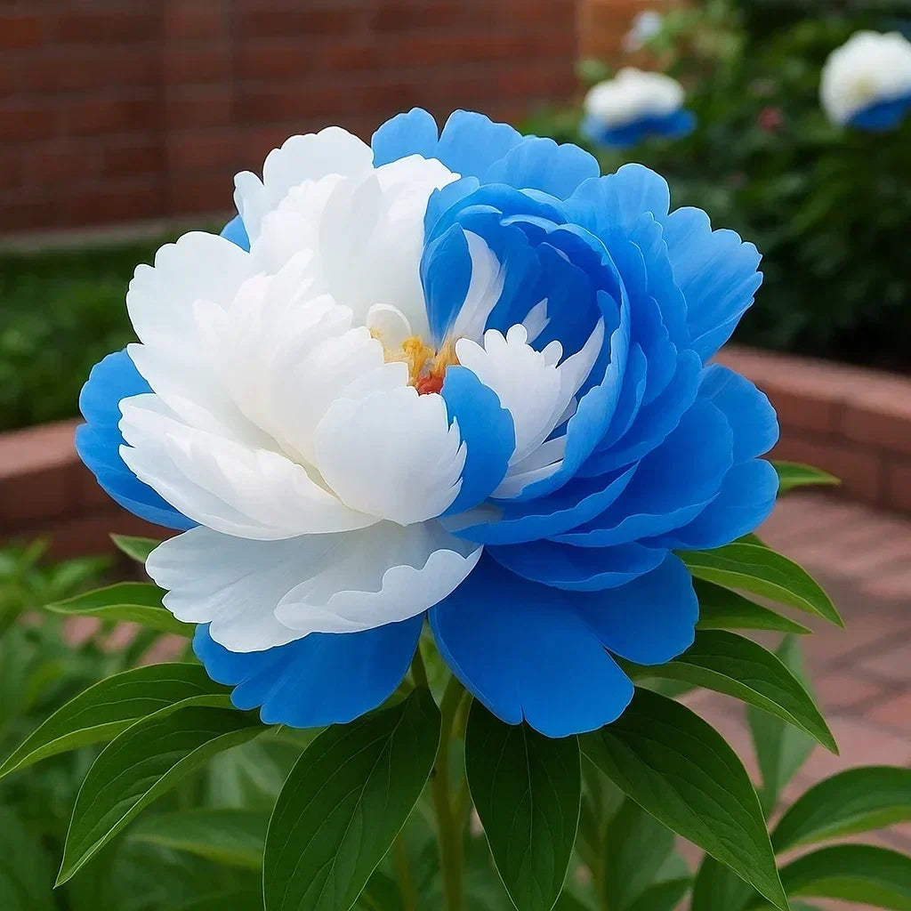 RoyalPetal – Luxury Garden Peonies – Stars and the Sea / Starter Bundle (2 Plants)