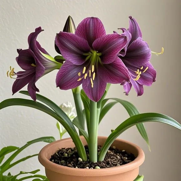 FloraCrown – Luxury Flower Bulbs – Purple / 2 pieces