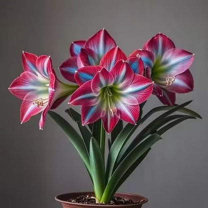 FloraCrown – Luxury Flower Bulbs – Red / 2 pieces