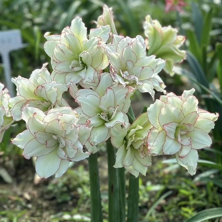 FloraCrown – Luxury Flower Bulbs – White / 2 pieces