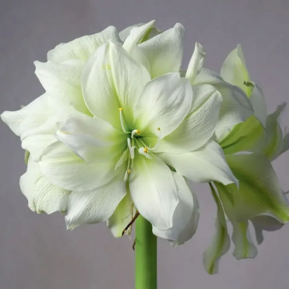 FloraCrown – Luxury Flower Bulbs – image 7