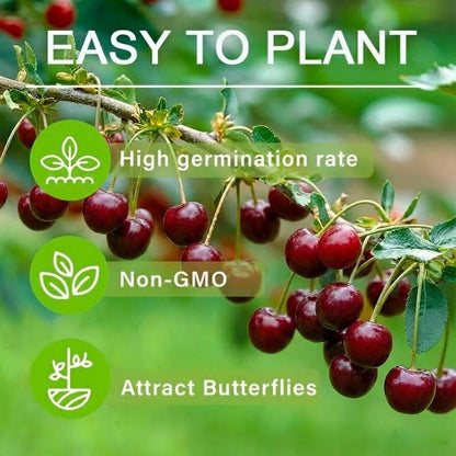 New Harvest) Sweet Cherry Seeds Pre-Primed for High Germination (99% Germination) – image 6
