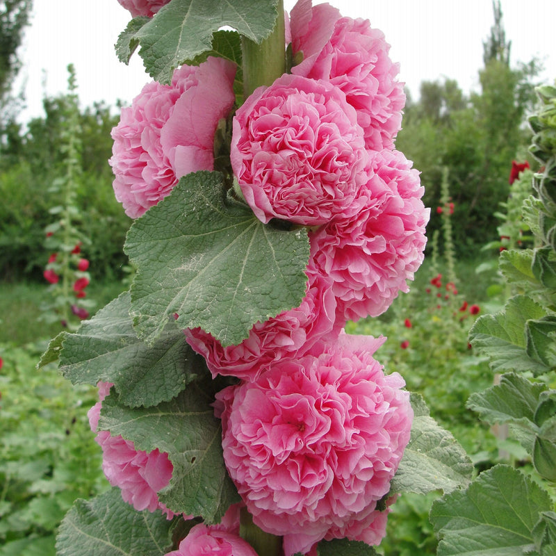 BloomMajesty – Premium Double Hollyhock Seeds – Pink / Starter Bundle (2 Plants)
