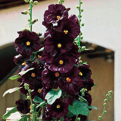 BloomMajesty – Premium Double Hollyhock Seeds – image 14