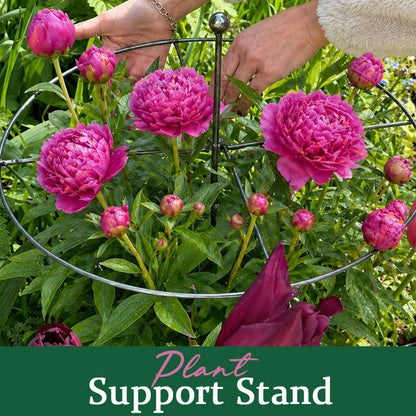 PlantPulse – Stem Stability Support Cage – image 2