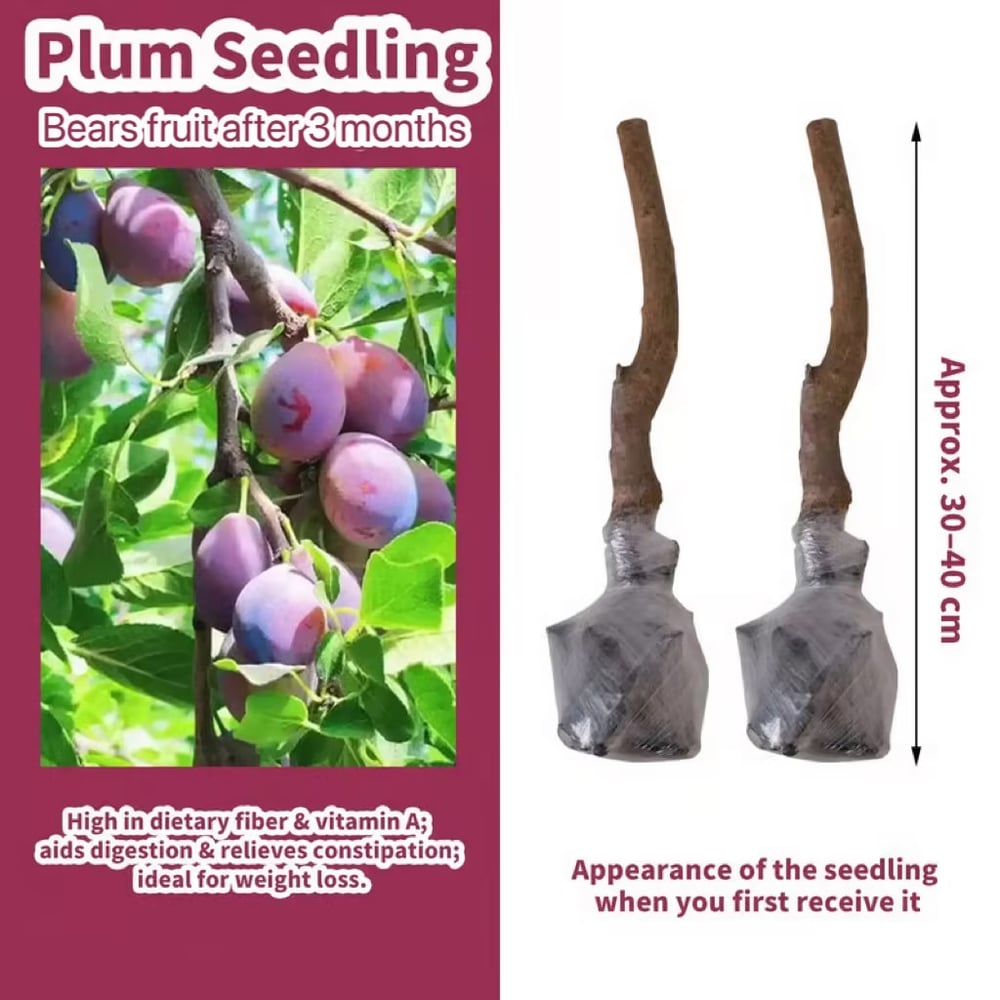 PureHarvest – Heirloom Non-GMO Grafted Plum Tree Sapling – image 2