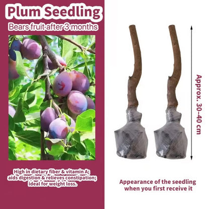PureHarvest – Heirloom Non-GMO Grafted Plum Tree Sapling – image 2