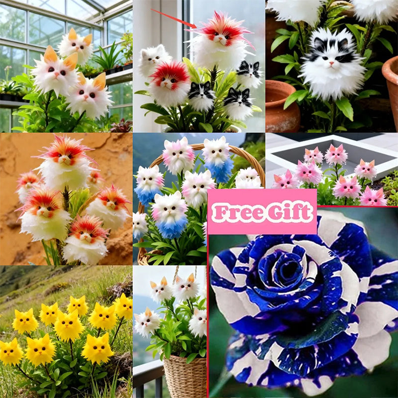 Enchant Your Garden! Magical Plants! Cat's Eye Dazzling Seeds ! – Mix Colors +  100 Blue Rose Seeds (Free Gift) / 200 Seeds