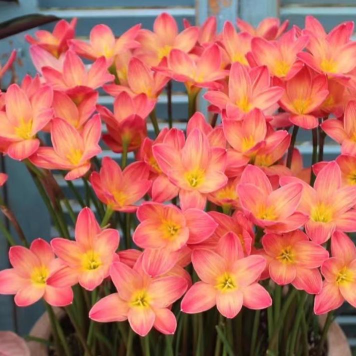PetalBurst - Fast Bloom Flower Bulbs – Orange / 2 Bulbs