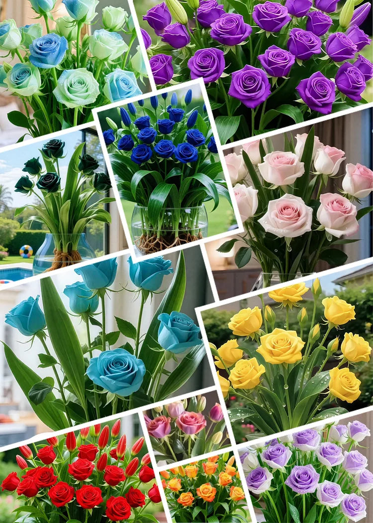 Hydroponic Roses – Bloom Without Soil! – Mixed Colors / 6 Bulbs (Buy 4 Free 2)