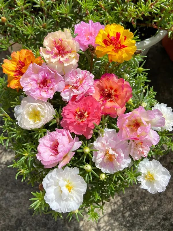 ColorWave Portulaca – Summer Bloom Seeds – image 11