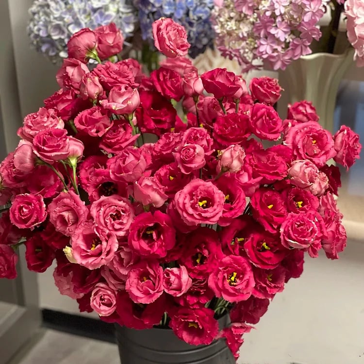 BloomRidge – Hardy Perennial Lisianthus Seeds – image 11