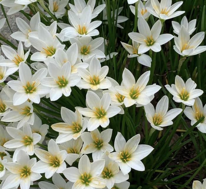 PetalBurst - Fast Bloom Flower Bulbs – White / 2 Bulbs