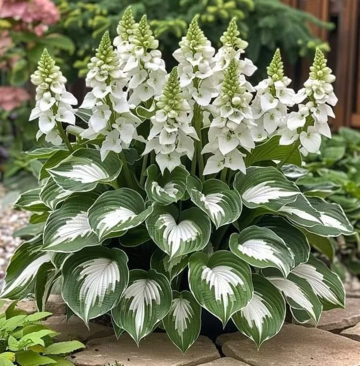 GardenÉlan – Rare Hosta Seeds for Home Gardens (100 Seeds) – Green Jungle