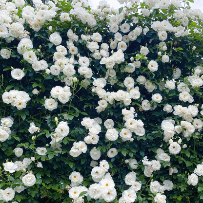 RoseCascade – Premium Climbing Rose Bulbs – White / 2 Bulbs