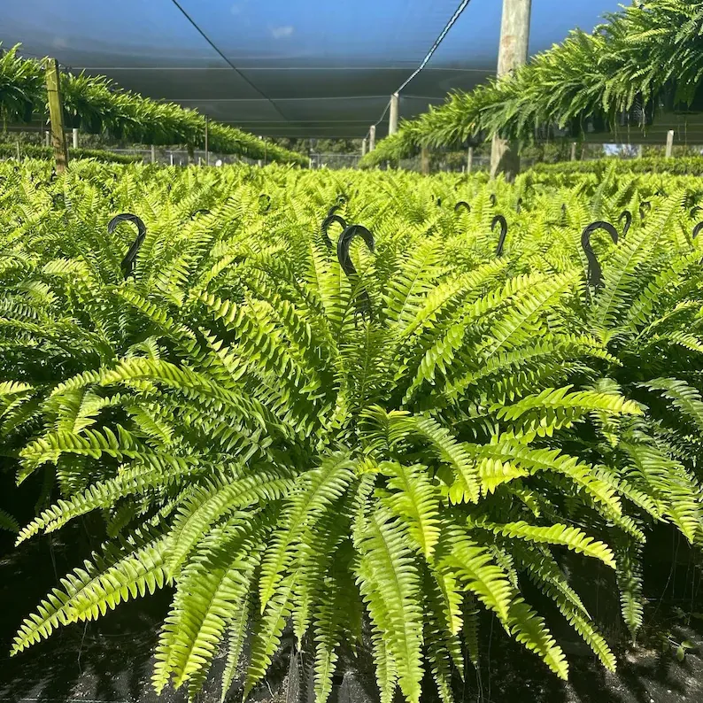 LeafLuxe – Realistic UV Protected Artificial Boston Fern – Buy 10 Get 5 Free ( 15 Bundles )