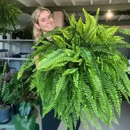 LeafLuxe – Realistic UV Protected Artificial Boston Fern – 1 Bundle (Fills a flower pot)