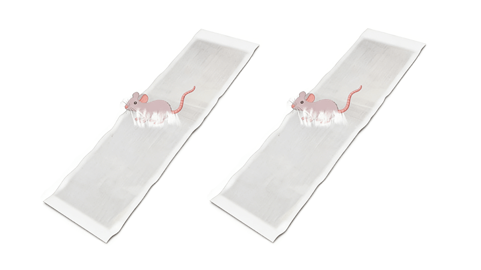 CatchMax – Mouse Trap Mat – Transparent / Extra-Large Rodent-Specific  Sticky Trap Upgrade (1.2m × 27cm) / Buy 1 get 1 free (2 pieces)