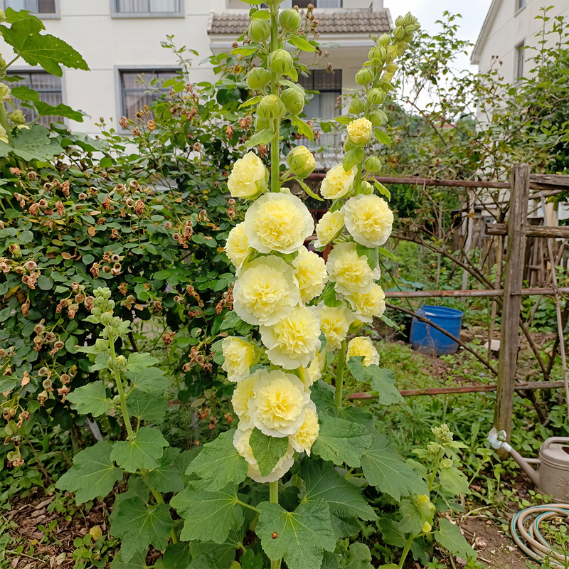BloomMajesty – Premium Double Hollyhock Seeds – Yellow / Starter Bundle (2 Plants)