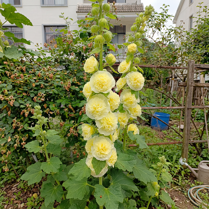 BloomMajesty – Premium Double Hollyhock Seeds – Yellow / Starter Bundle (2 Plants)
