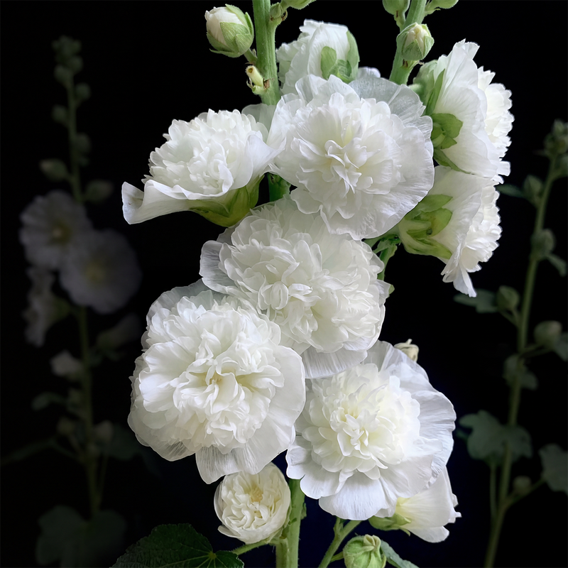 BloomMajesty – Premium Double Hollyhock Seeds – White / Starter Bundle (2 Plants)