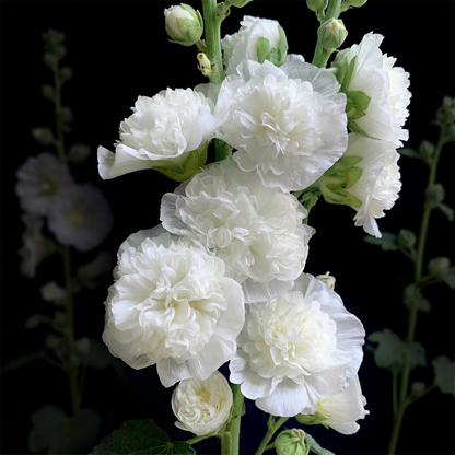 BloomMajesty – Premium Double Hollyhock Seeds – White / Starter Bundle (2 Plants)