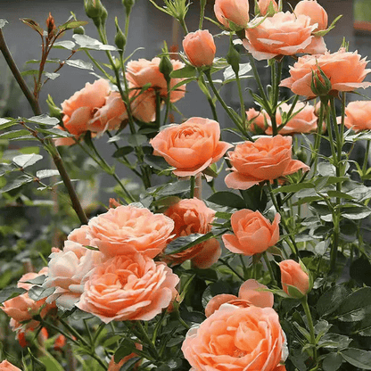BloomVine – Beautiful Climbing Rose Seeds – image 15