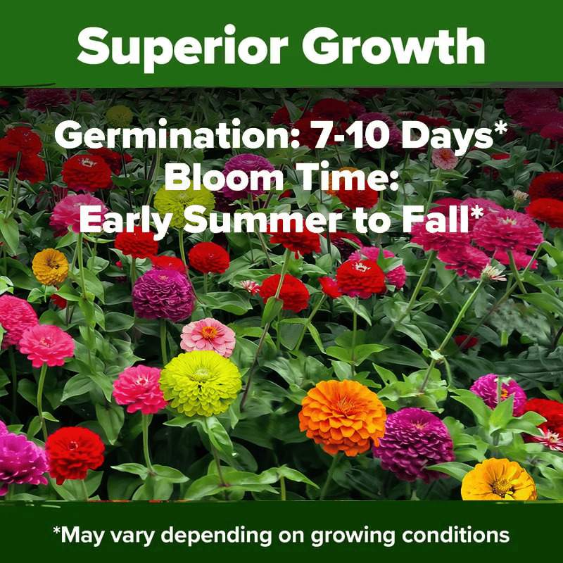 PurePetal – Zinnia Seeds for Vibrant Heirloom Flowers – image 8