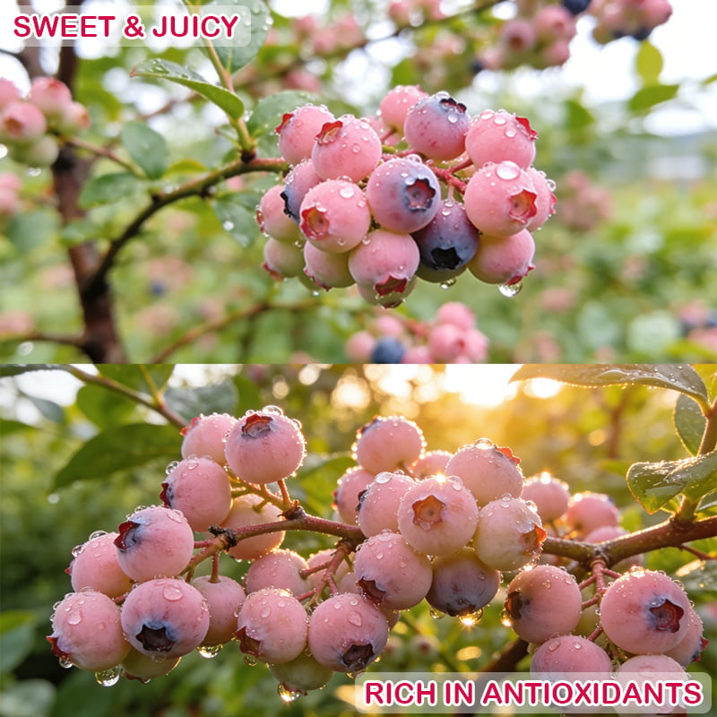 PinkDelight Berries – Premium Garden Seeds – image 11