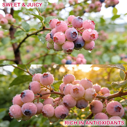 PinkDelight Berries – Premium Garden Seeds – image 11