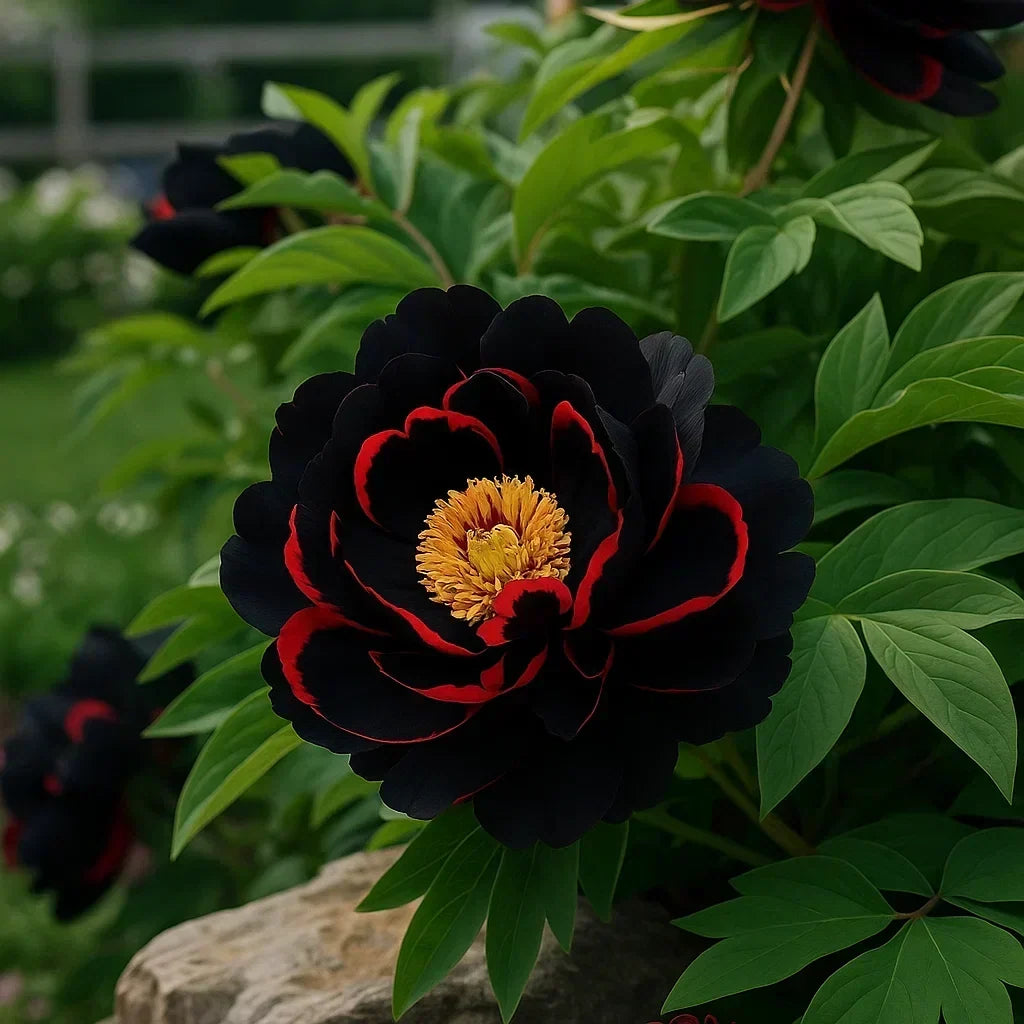 RoyalPetal – Luxury Garden Peonies – Constantine / Starter Bundle (2 Plants)
