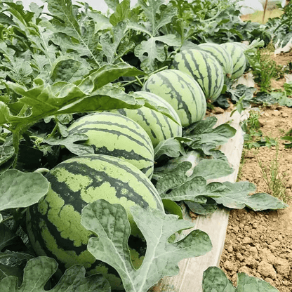 SeedHarvest – Heirloom Non-GMO Watermelon Seeds (50/100PCS) – 5pc
