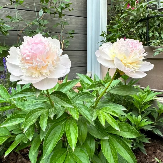 RoyalBloom - Luxurious Peony Flower Seeds | The Queen of Flowers – image 4