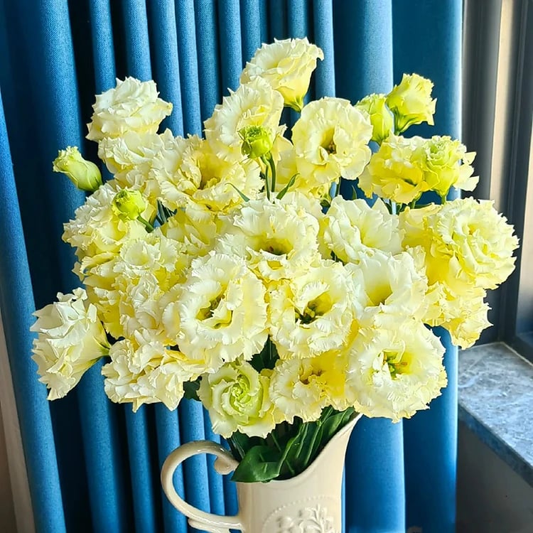 BloomRidge – Hardy Perennial Lisianthus Seeds – image 12