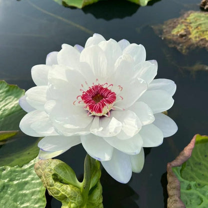 LotusBloom – The Sacred Bonsai Bowl Lotus Flower – image 18
