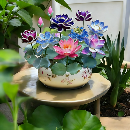 ZenLotus – Midnight Purple Lotus Seeds – Lace color mix / 20 Seeds($0.7/Seed)