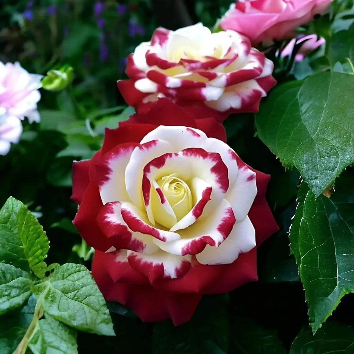 RoseLuxe – Rare Twin Red White Rose Flower Seeds – image 9
