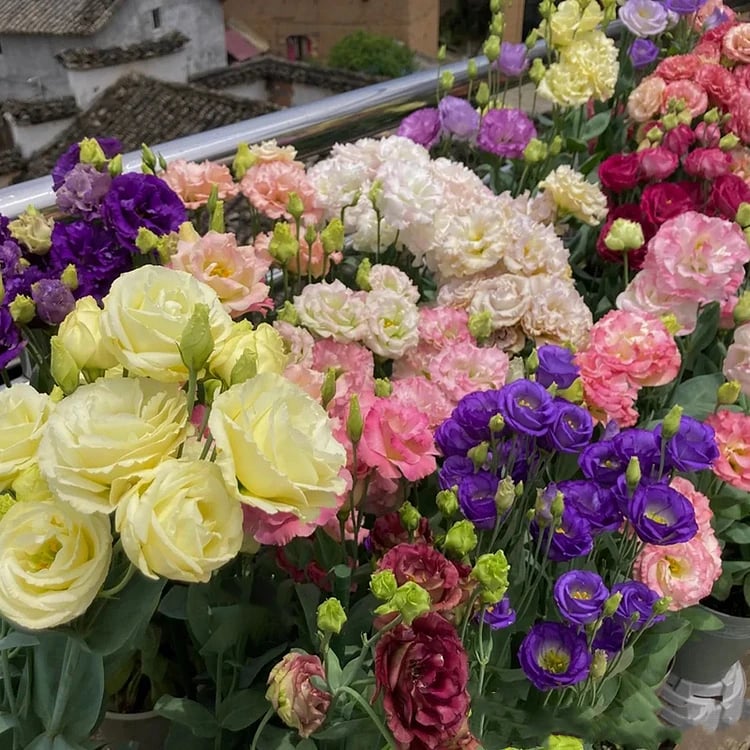 BloomRidge – Hardy Perennial Lisianthus Seeds – image 13