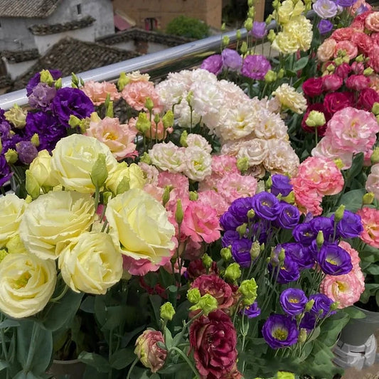 BloomRidge – Hardy Perennial Lisianthus Seeds – Mixed Colors / 100 Seeds