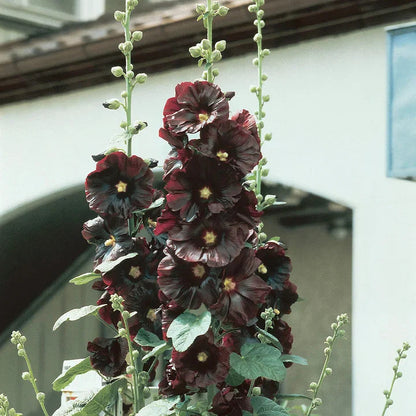 BloomMajesty – Premium Double Hollyhock Seeds – image 23