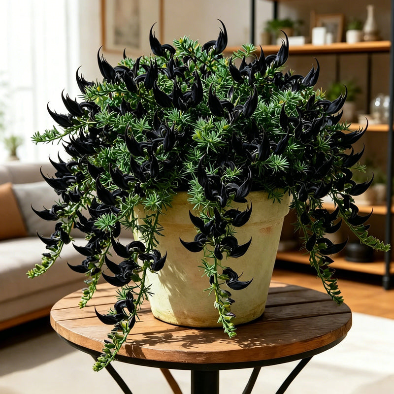ParrotBloom – Rare Parrot Beak Spider Plant – Black / 2 Bulbs-Small flower pot