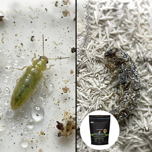 GreenShield – Organic Lawn Pest Repellent – image 3