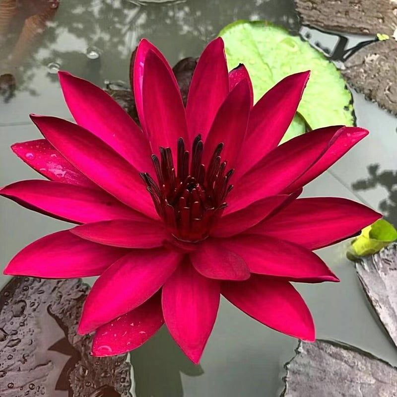LotusBloom – The Sacred Bonsai Bowl Lotus Flower – image 17