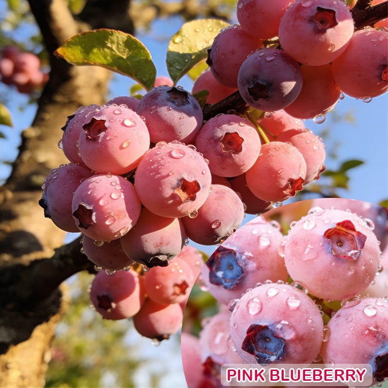 PinkDelight Berries – Premium Garden Seeds – image 10