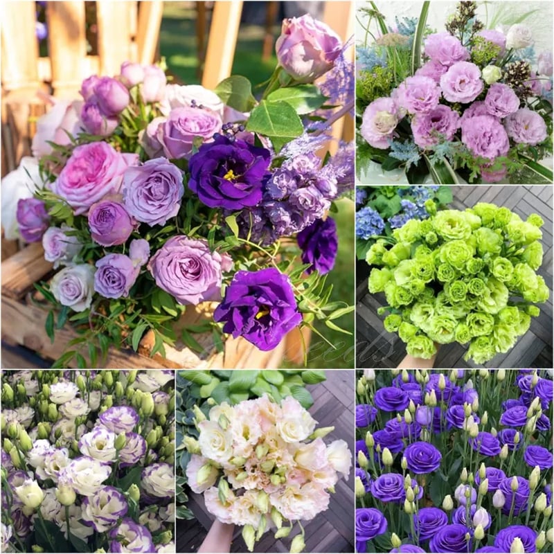 BloomRidge – Hardy Perennial Lisianthus Seeds – image 14